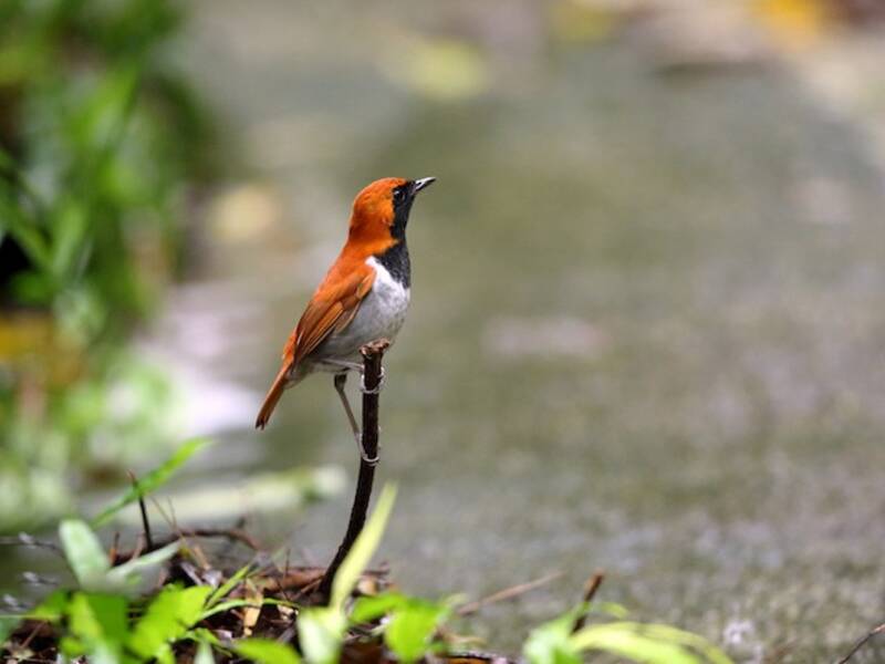 Petirrojo de Okinawa, Fotos 2