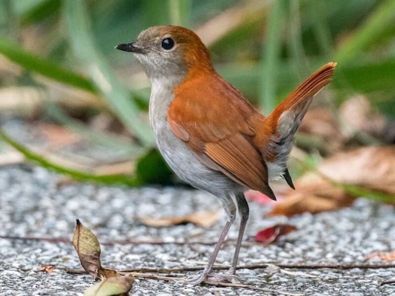 Petirrojo de Okinawa, Fotos 3
