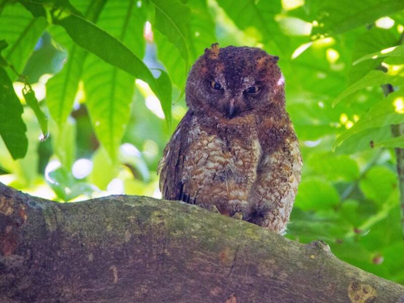 Ryukyu Scops-Owl