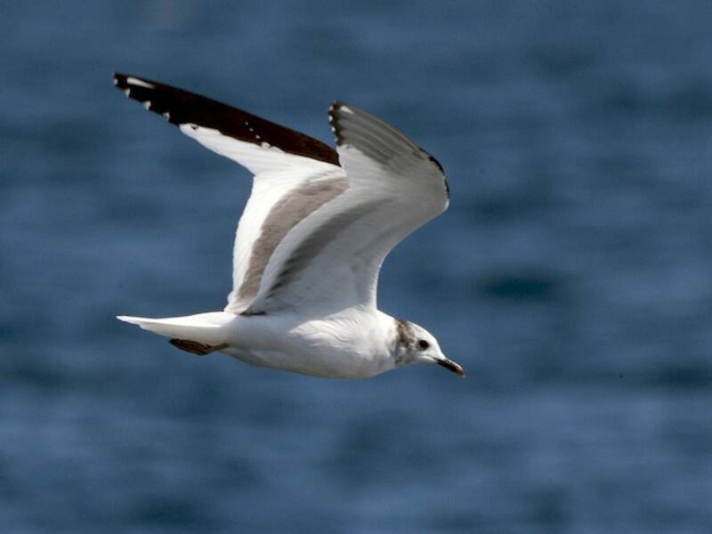 Sabine's Gull