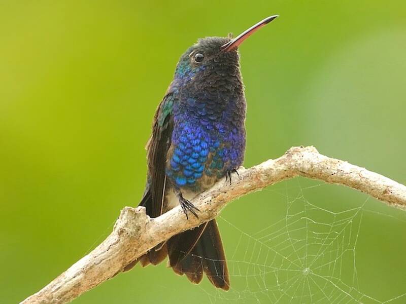 Colibrí Ventrisafiro