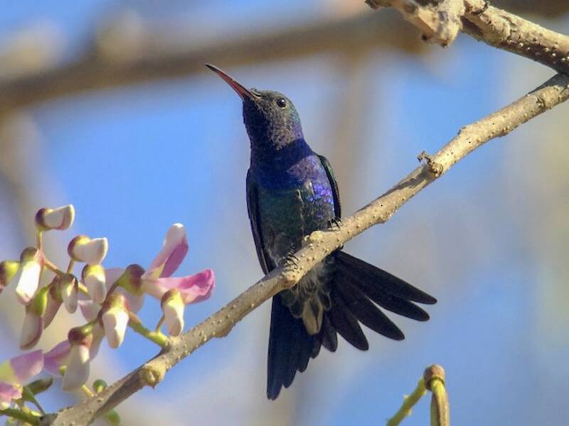 Colibri de Goudot, Photos 3