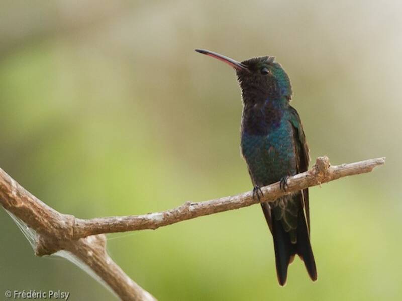 Colibri de Goudot, Photos 2