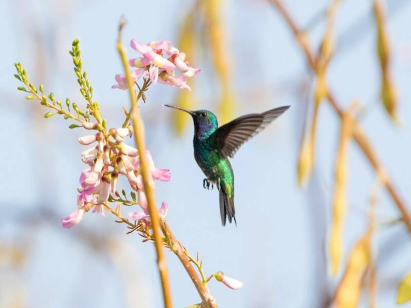 Colibri de Goudot, Photos 4