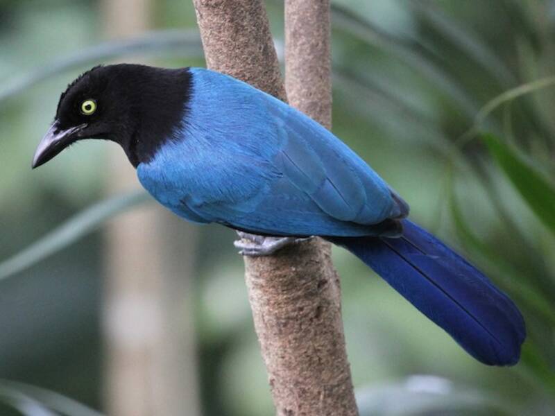 San Blas Jay, Photos 3