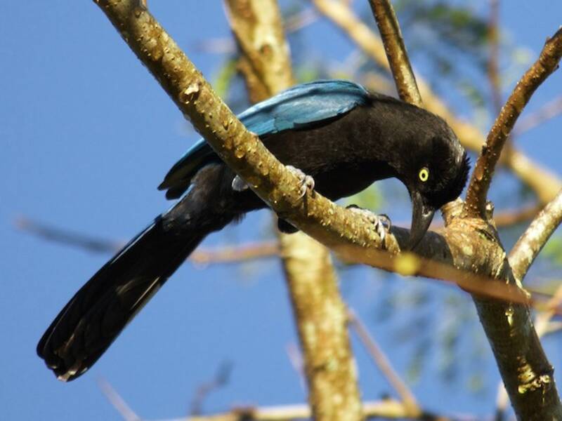 San Blas Jay, Photos 2