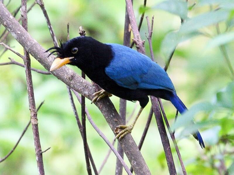 San Blas Jay, Photos 4