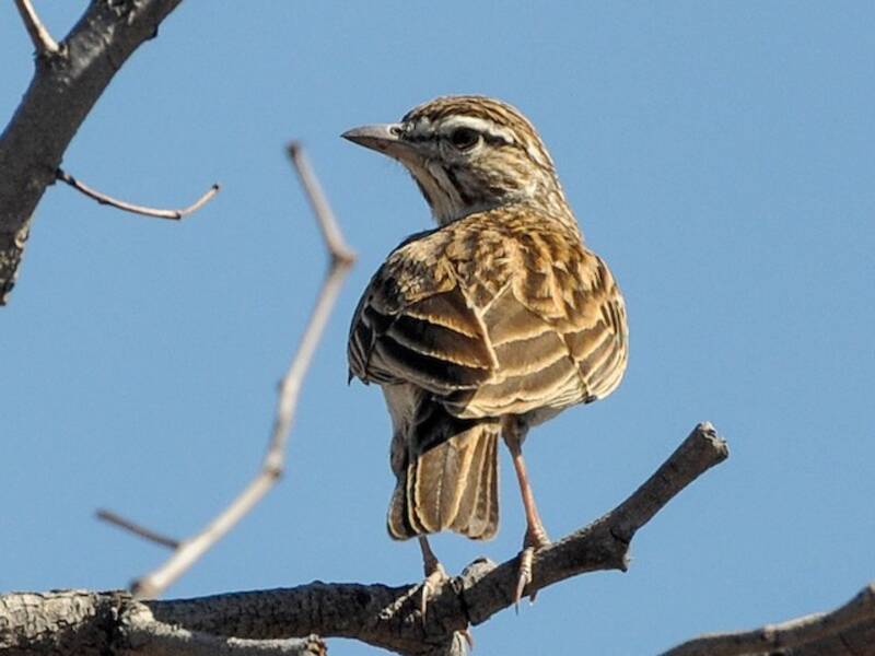 Allodola sabota, Foto 4