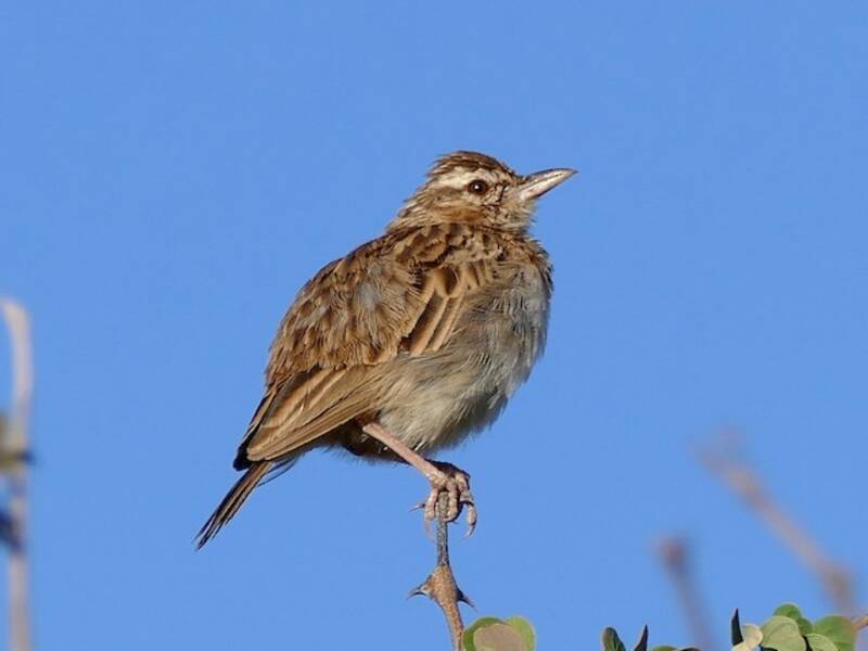 Allodola sabota, Foto 3