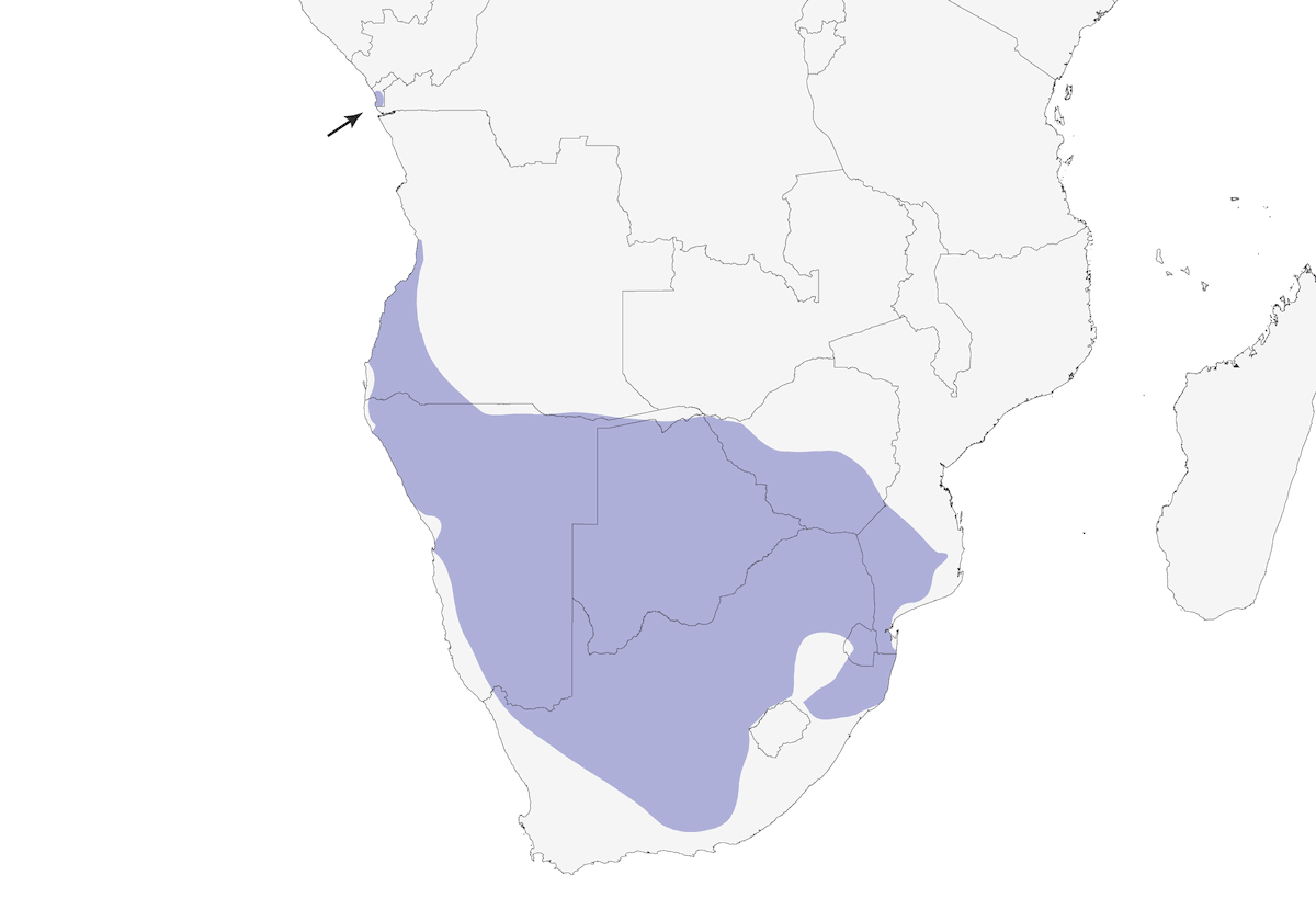 Allodola sabota, Distribuzione 1