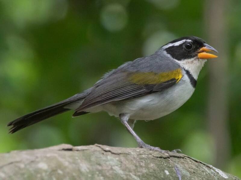 Saffron-billed Sparrow, Photos 2