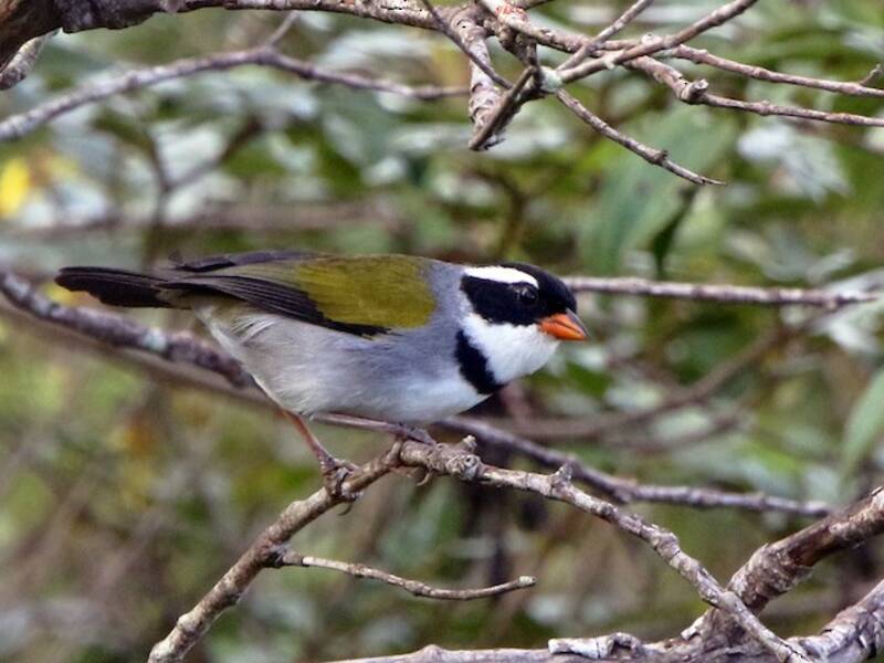 Saffron-billed Sparrow, Photos 3