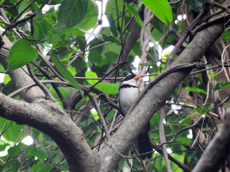 Saffron-billed Sparrow, Photos 4