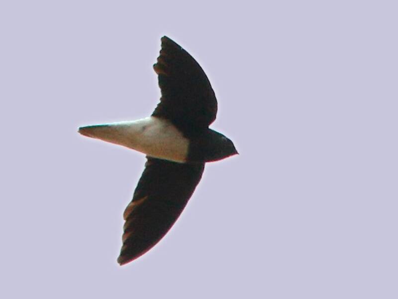 Sabine's Spinetail