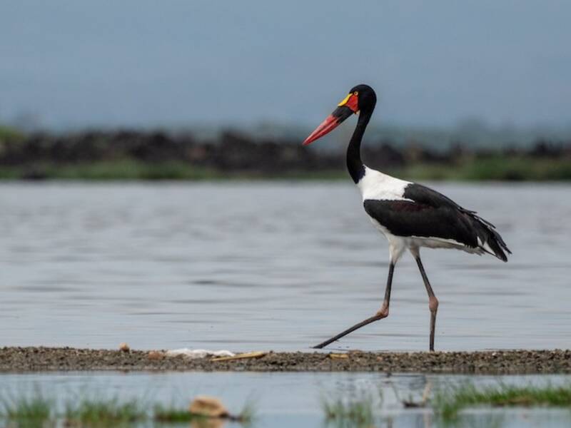 Jabiru d'Afrique