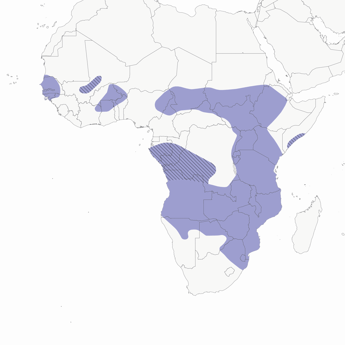 Cicogna sellata, Distribuzione 1