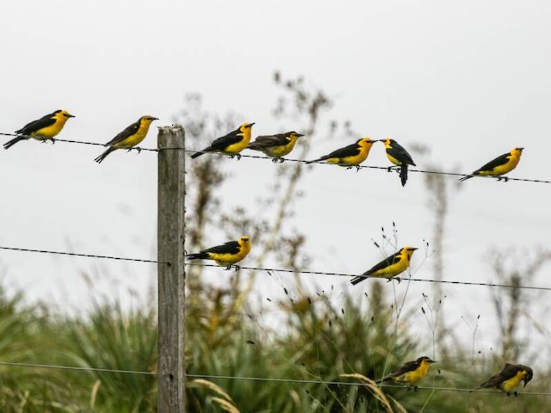 Saffron-cowled Blackbird