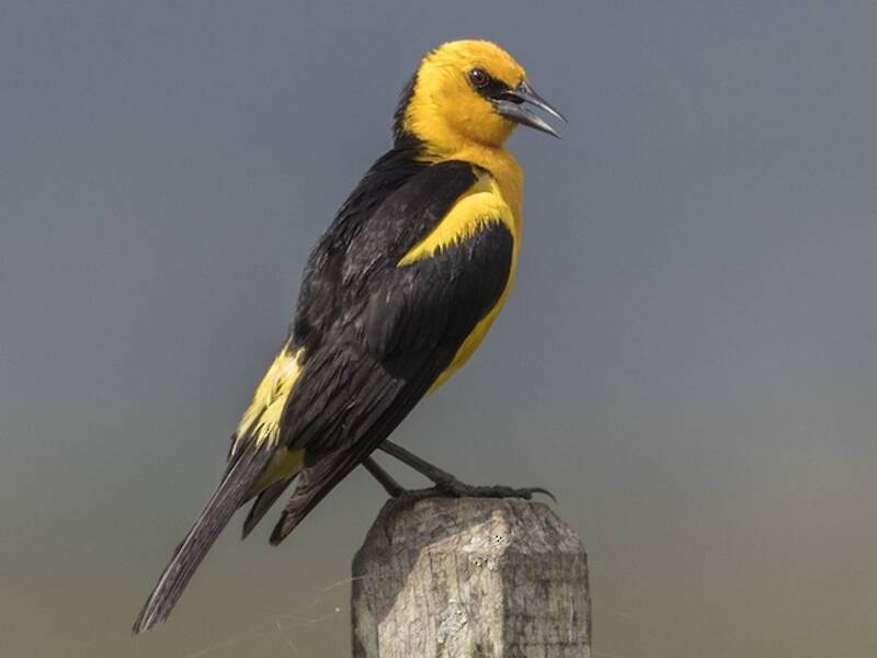 Saffron-cowled Blackbird, Photos 2