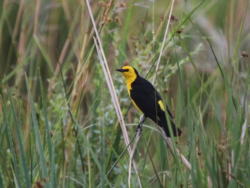 Saffron-cowled Blackbird, Photos 4