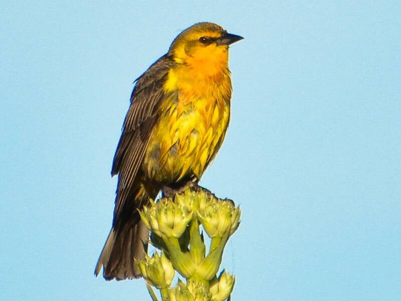 Saffron-cowled Blackbird, Photos 3
