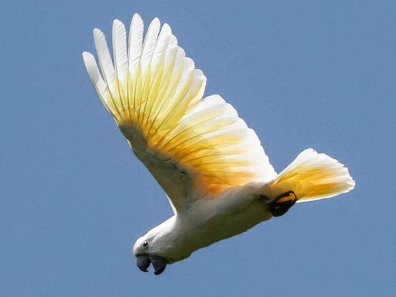 Cacatua crestato color salmone, Foto 3