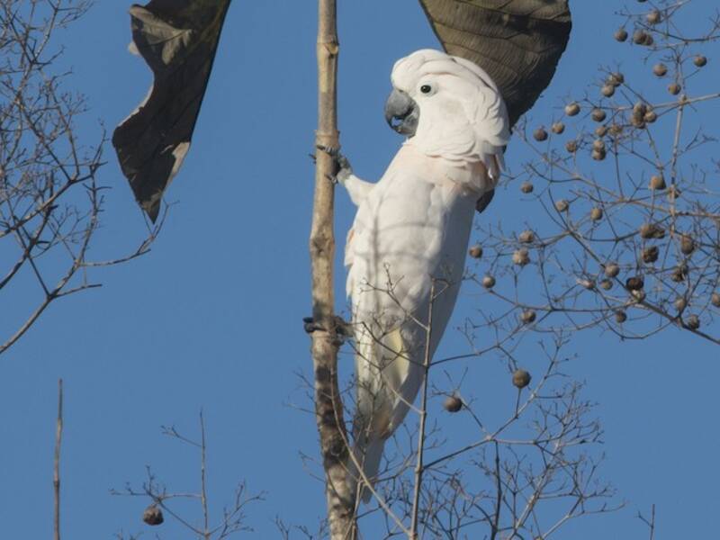 Cacatua crestato color salmone, Foto 4