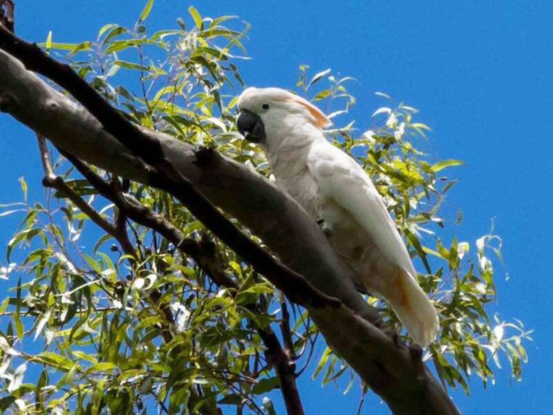 Cacatua crestato color salmone