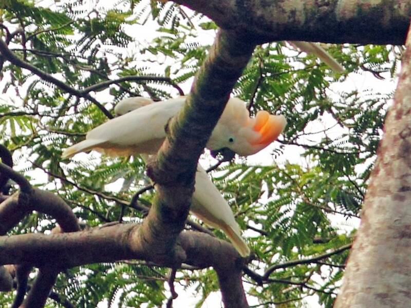 Cacatua crestato color salmone, Foto 2