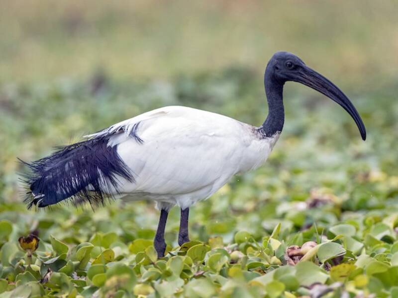 Ibis sagrado africano, Fotos 3