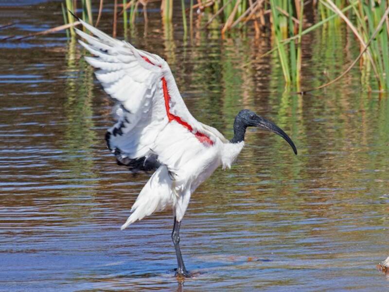 Ibis sagrado africano, Fotos 4