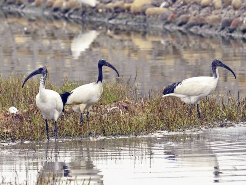 Heiliger Ibis