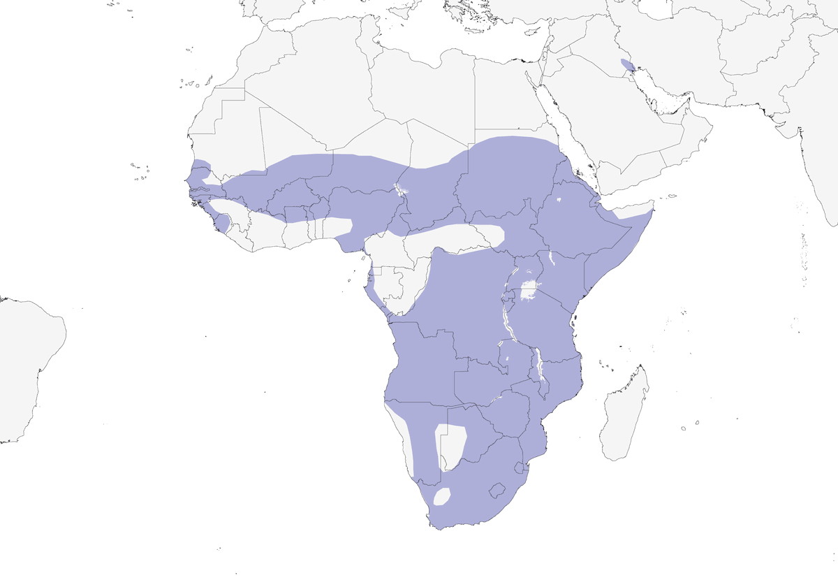 Ibis sagrado africano, Distribución 1