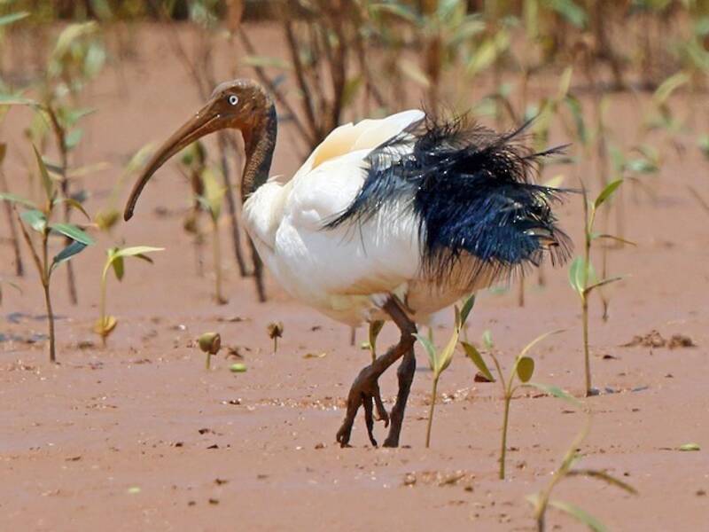 Ibis sacro del Madagascar, Foto 4