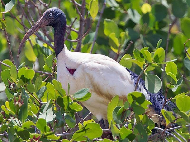 Ibis sacro del Madagascar, Foto 3