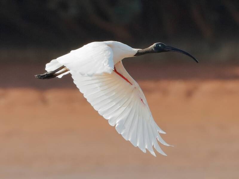 Ibis sacro del Madagascar