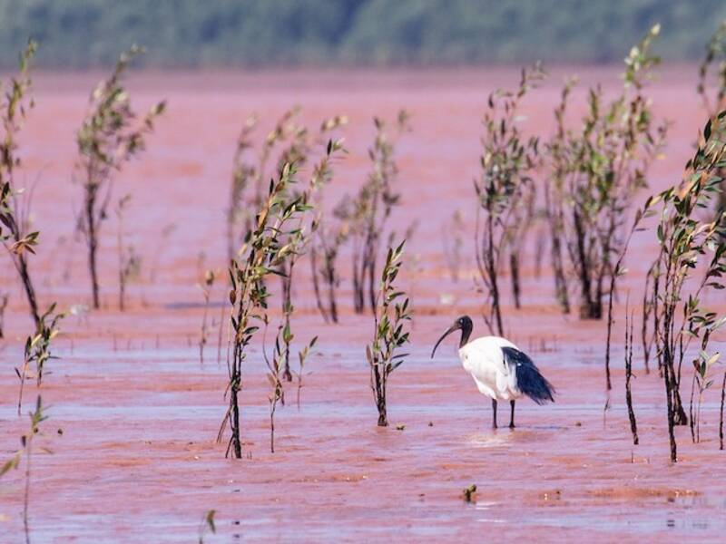 Ibis sacro del Madagascar, Foto 2