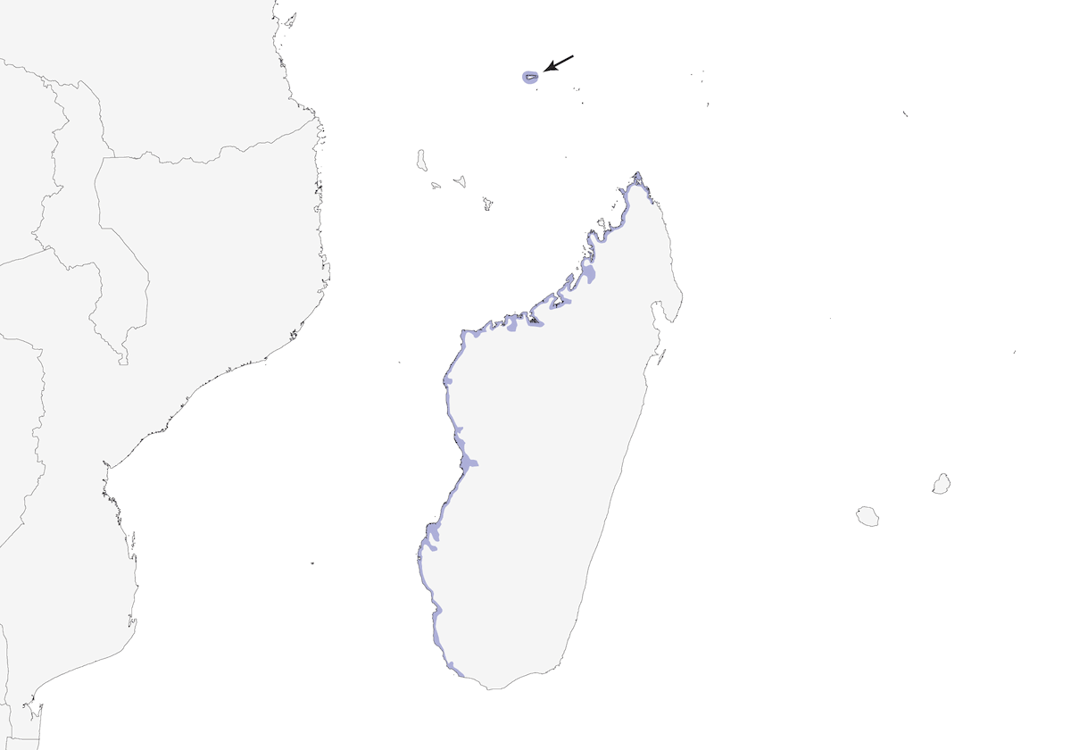 Ibis sacro del Madagascar, Distribuzione 1