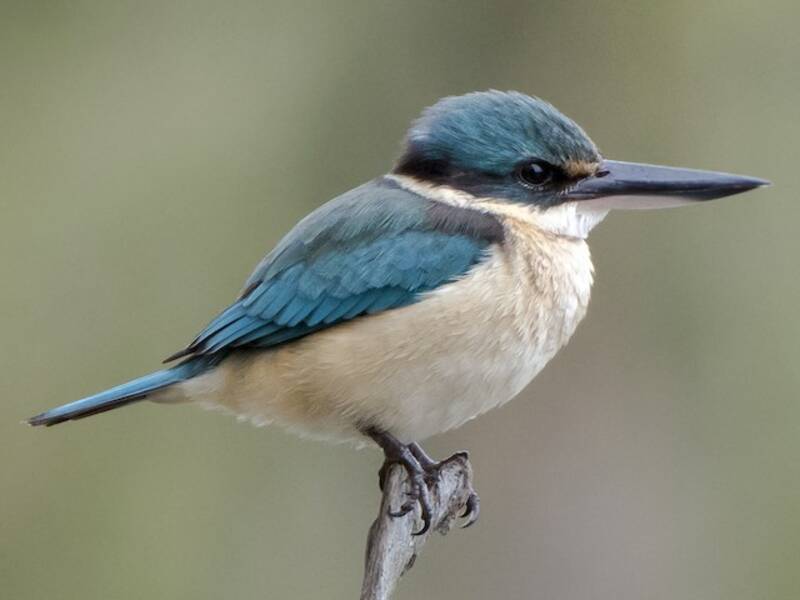 Sacred Kingfisher, 照片 4