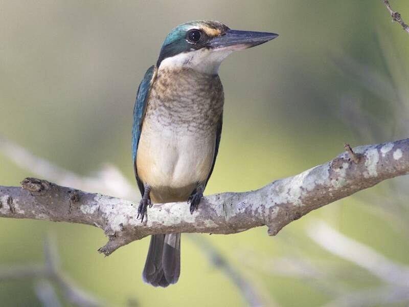 Sacred Kingfisher, 照片 2