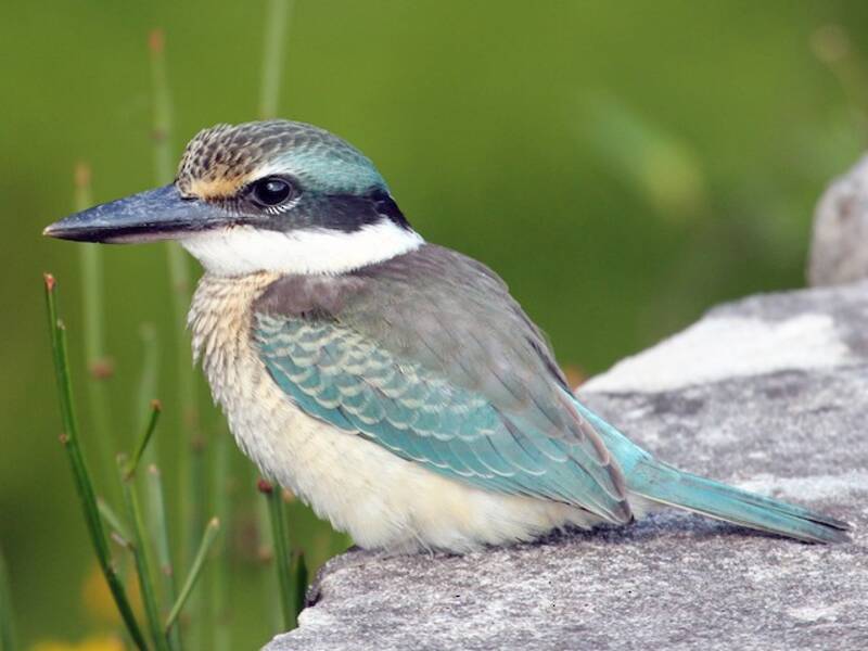 Sacred Kingfisher, 照片 3