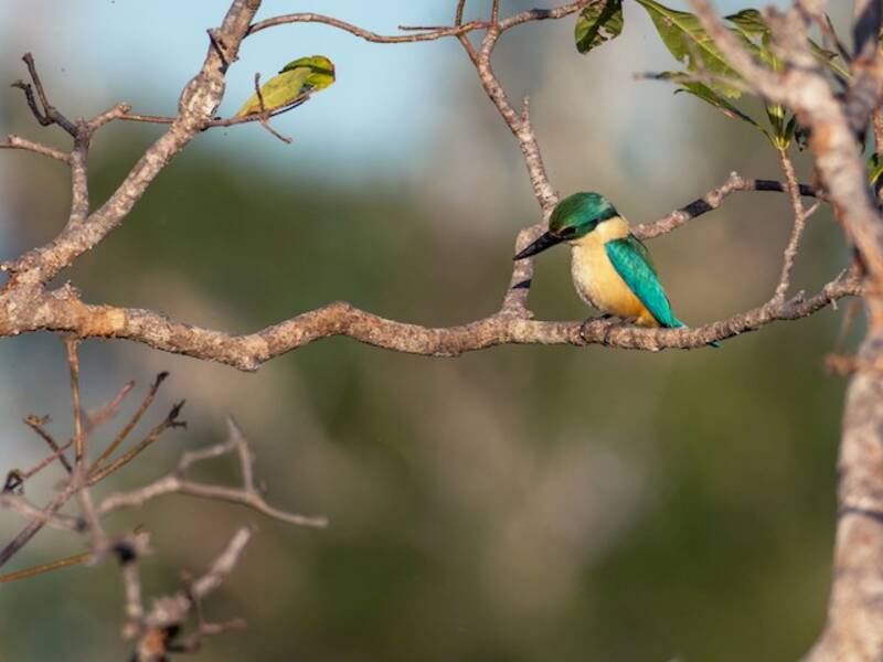 Sacred Kingfisher
