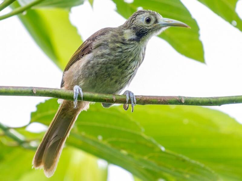 Makira-Honigfresser, Fotos 4