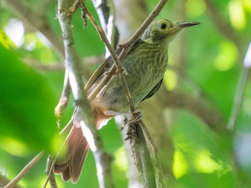 Makira-Honigfresser, Fotos 2