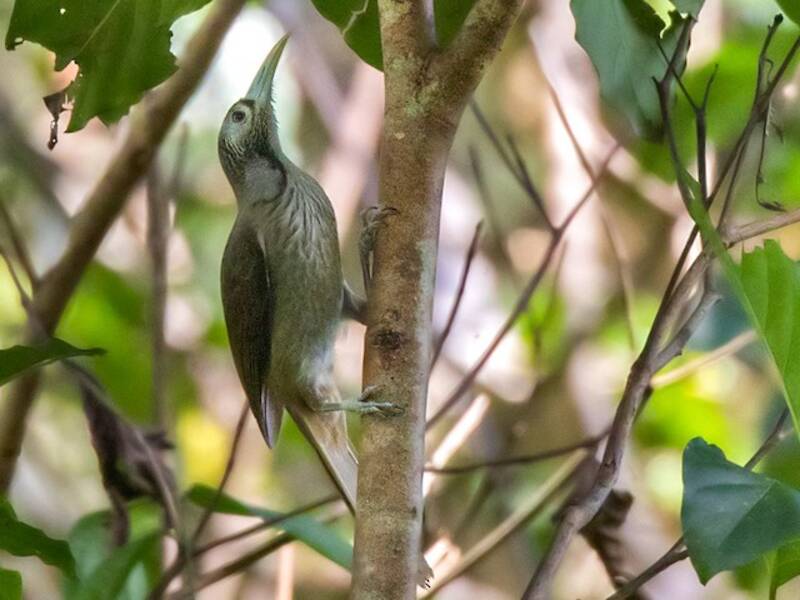 Makira-Honigfresser, Fotos 3