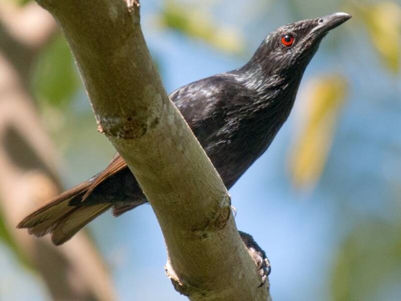 Estornino de Makira, Fotos 3