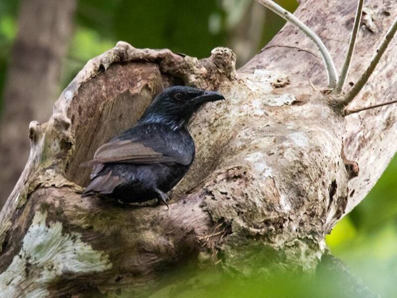 Estornino de Makira, Fotos 4