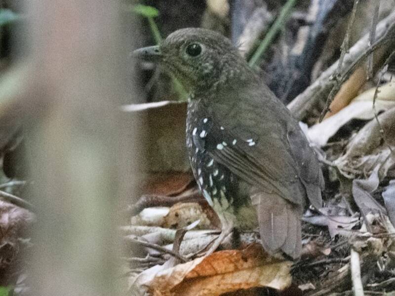 Zorzal de Makira, Fotos 3
