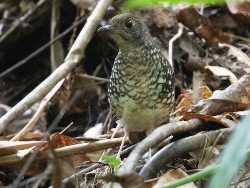 Zorzal de Makira, Fotos 4