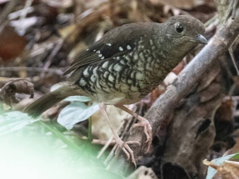 Zorzal de Makira