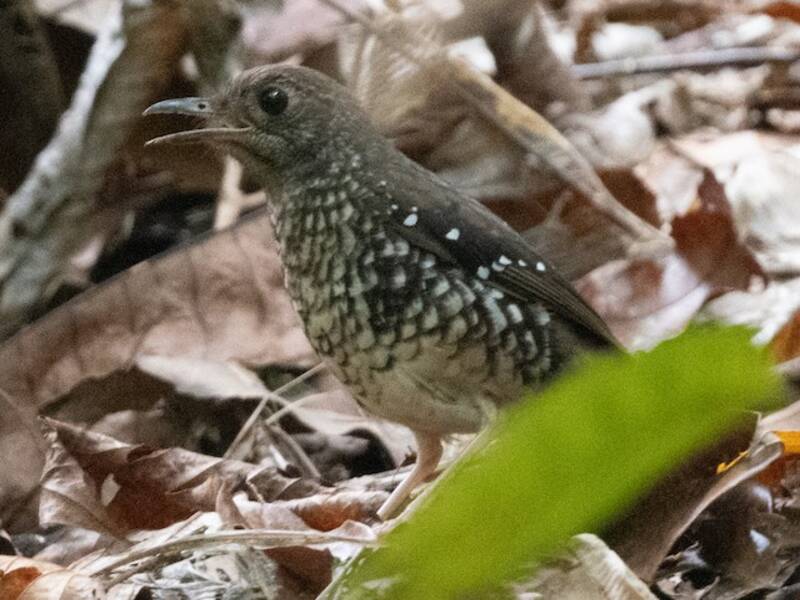 Zorzal de Makira, Fotos 2
